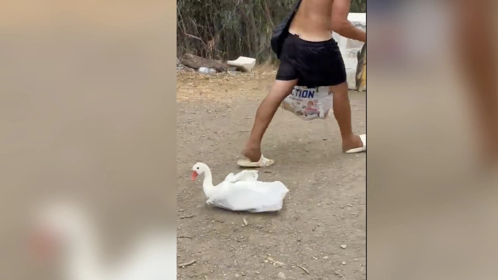 Vídeo: inmigrante en Ceuta quiso llevarse una oca para comérsela y se escapó