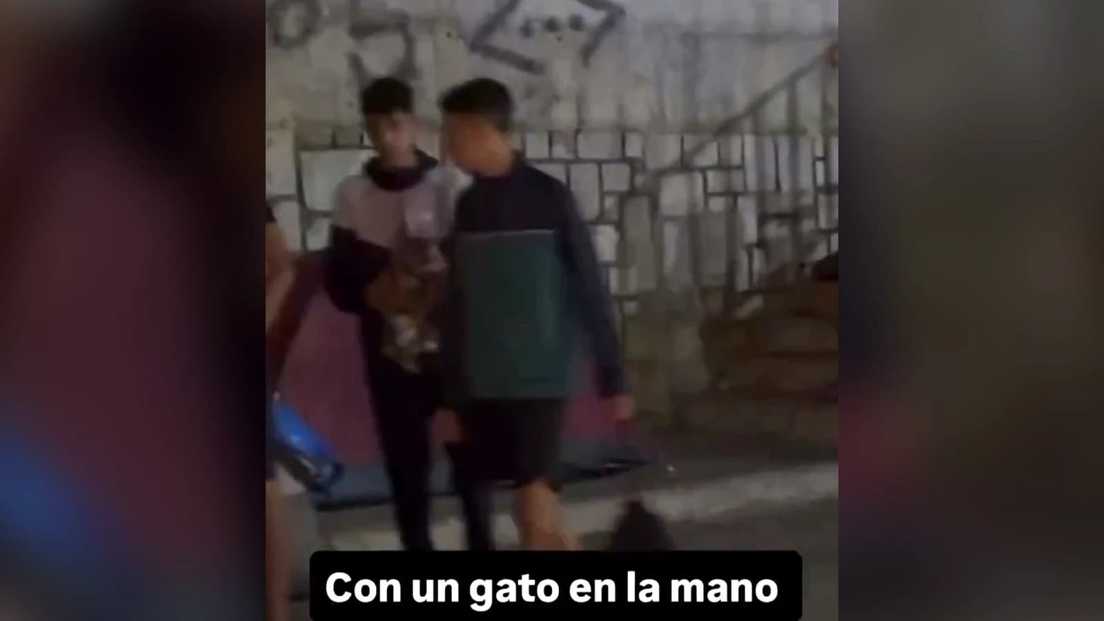Vídeos: vecina de Ceuta denuncia que faltan gatos; un ilegal aparece con uno en la calle