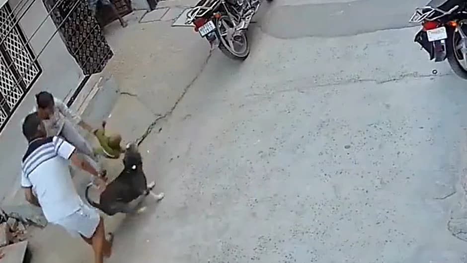 Vídeo con imágenes muy sensibles: Pitbull ataca sin piedad a bebé de 6 meses en Sonipat