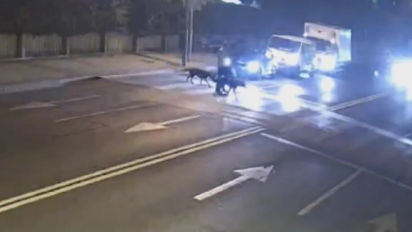 Vídeo: atropellan a un perro en un paso de peatones de Lardero y no se detienen