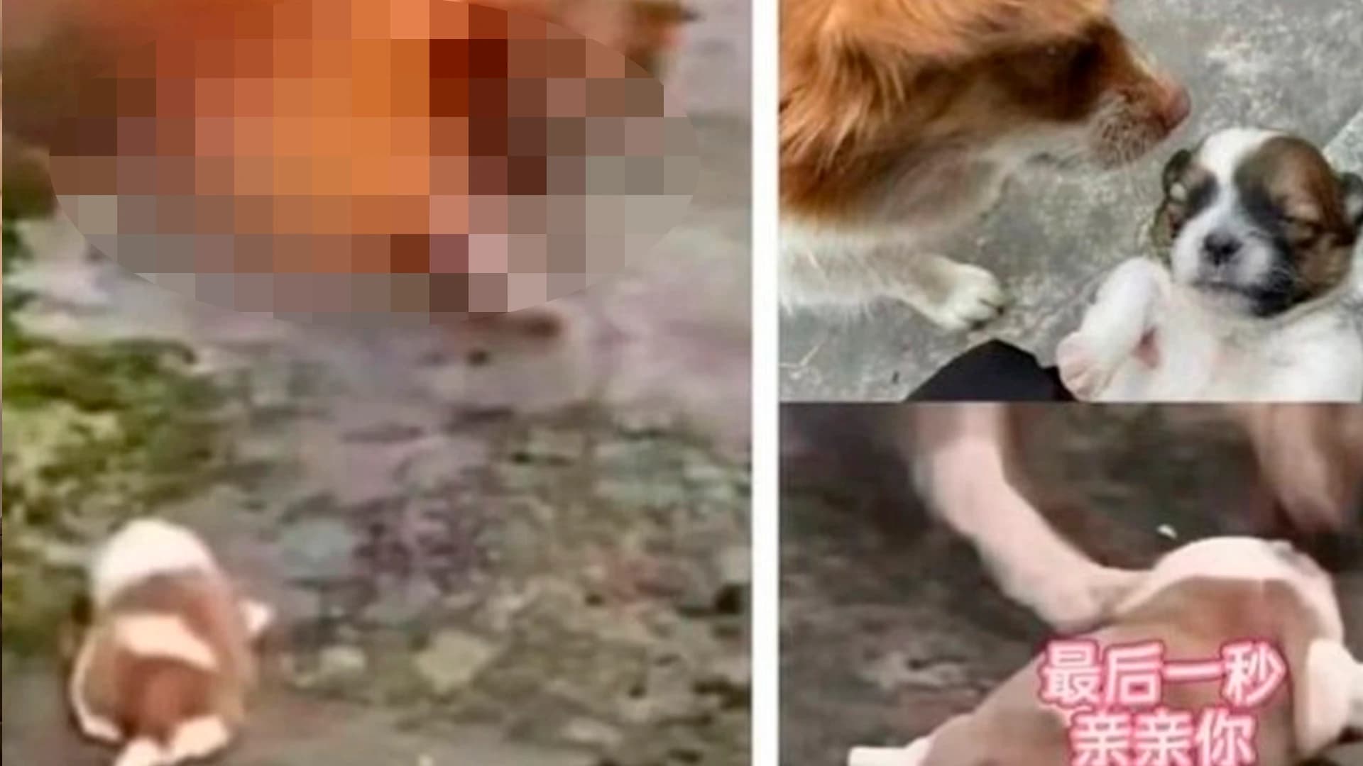 Vídeo: la crueldad infinita de menores contra una perrita, la queman viva