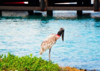 Histórico Avistamiento en Cozumel: La Cigüeña Jabirú, la más Grande de América, Vista por Primera Vez en la Isla