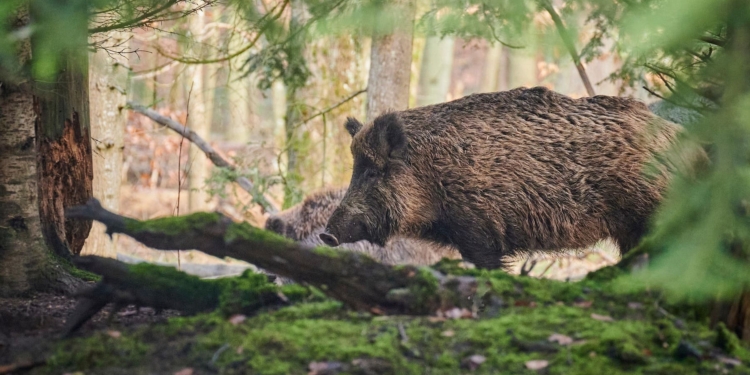 Insólito Encuentro en Cantabria: Un Pescador Graba a un Enorme Jabalí Cruzando el Río a Plena Luz del Día 