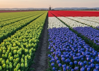 Países Bajos: empate histórico entre D66 y PVV de Geert Wilders