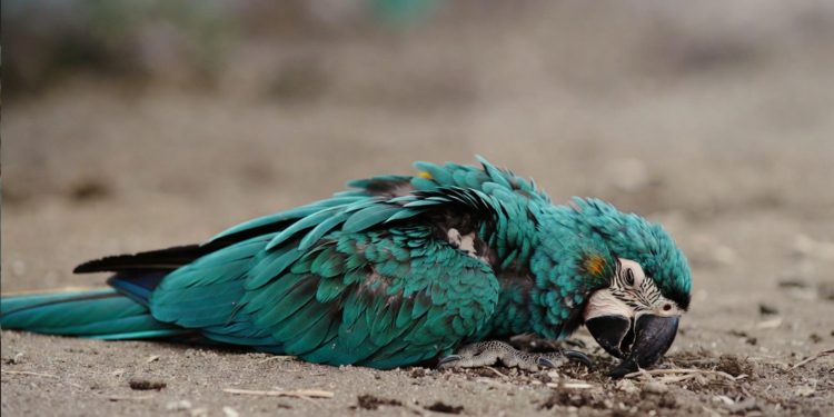 contrabando aves exoticas detenidos guardia civil cadiz nuestra españa